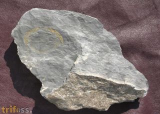 Nobilasaphus nobilis BARRANDE 1846