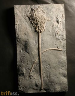 Anomalocrinus sp.
