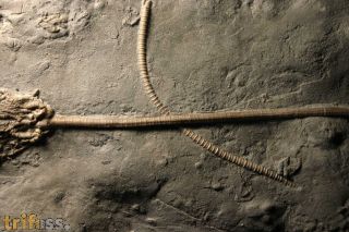 Anomalocrinus sp.