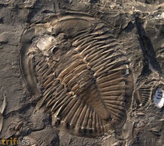 Pseudogygites latimarginatus (Hall, 1847)