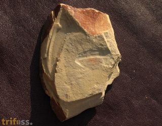 Isoxys auritus (Jiang, 1982)
