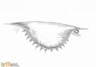 Isoxys auritus (Jiang, 1982)