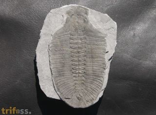 Bathyuriscus fimbriatus Robison, 1964