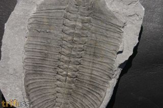 Bathyuriscus fimbriatus Robison, 1964