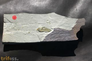 Solenopleuropsis (Solenopleuropsis) rouayrouxi (Munier-Chalmas a
