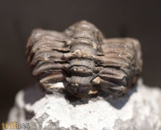 Phacops latifrons (Bronn, 1825)