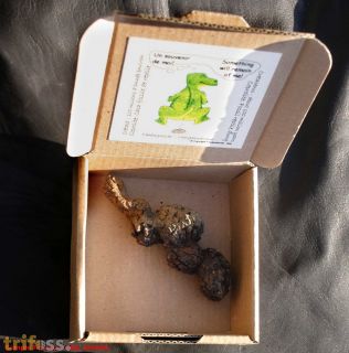 Fossilized reptile dung