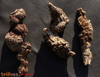 Fossilized reptile dung