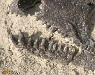Captorhinus aguti (Cope, 1882)