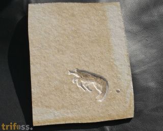 Antrimpos sp.