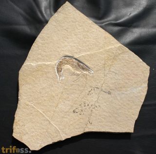 Antrimpos cf. speciosus M�NSTER 1839