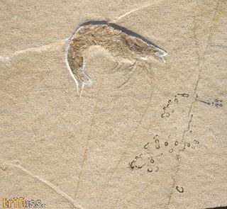 Antrimpos cf. speciosus M�NSTER 1839