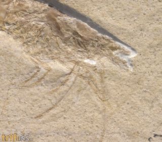Antrimpos cf. speciosus M�NSTER 1839