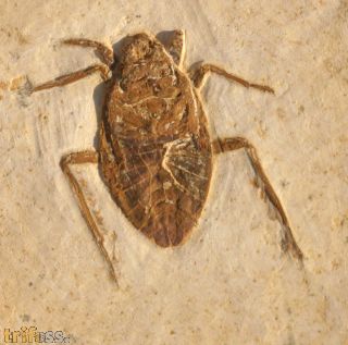 True bug, (Heteroptera)