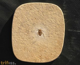True bug, (Heteroptera)