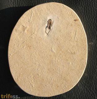 true bug, (Heteroptera)