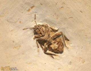 Wanze, (Heteroptera)