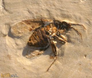 Wanze, (Heteroptera)