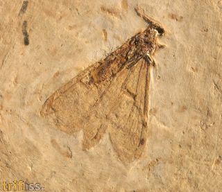 Lacewing ,  (Neuroptera)