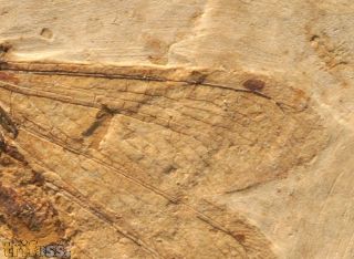 Lacewing ,  (Neuroptera)