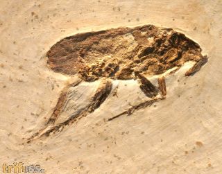Cockroach, (Blattodea) & Dastilbe sp.