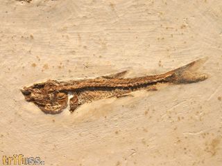 Cockroach, (Blattodea) & Dastilbe sp.