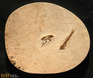 Cockroach, (Blattodea) & Dastilbe sp.