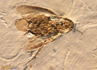 Cockroach, (Blattodea) & Dastilbe sp.