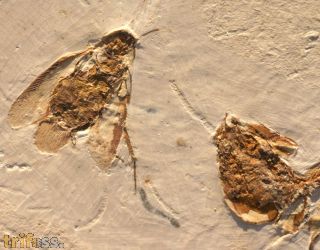 Cockroach, (Blattodea) & Dastilbe sp.