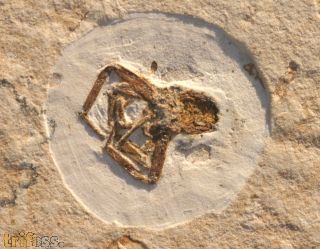 Spinne (Araneae)