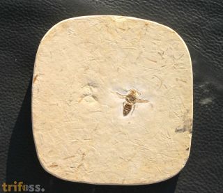 Wespe (Hymenoptera)