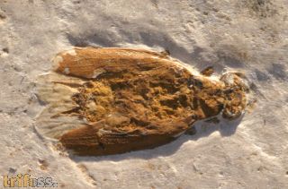 Beetle (Protocoleoptera)