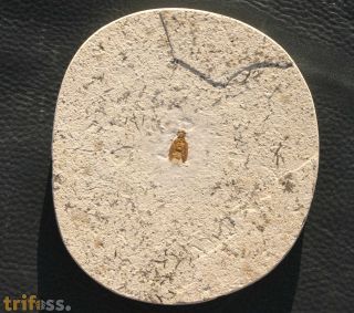 Beetle (Protocoleoptera)