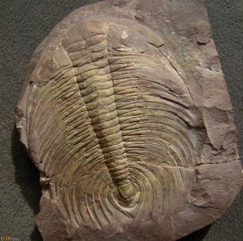 Czech Trilobites