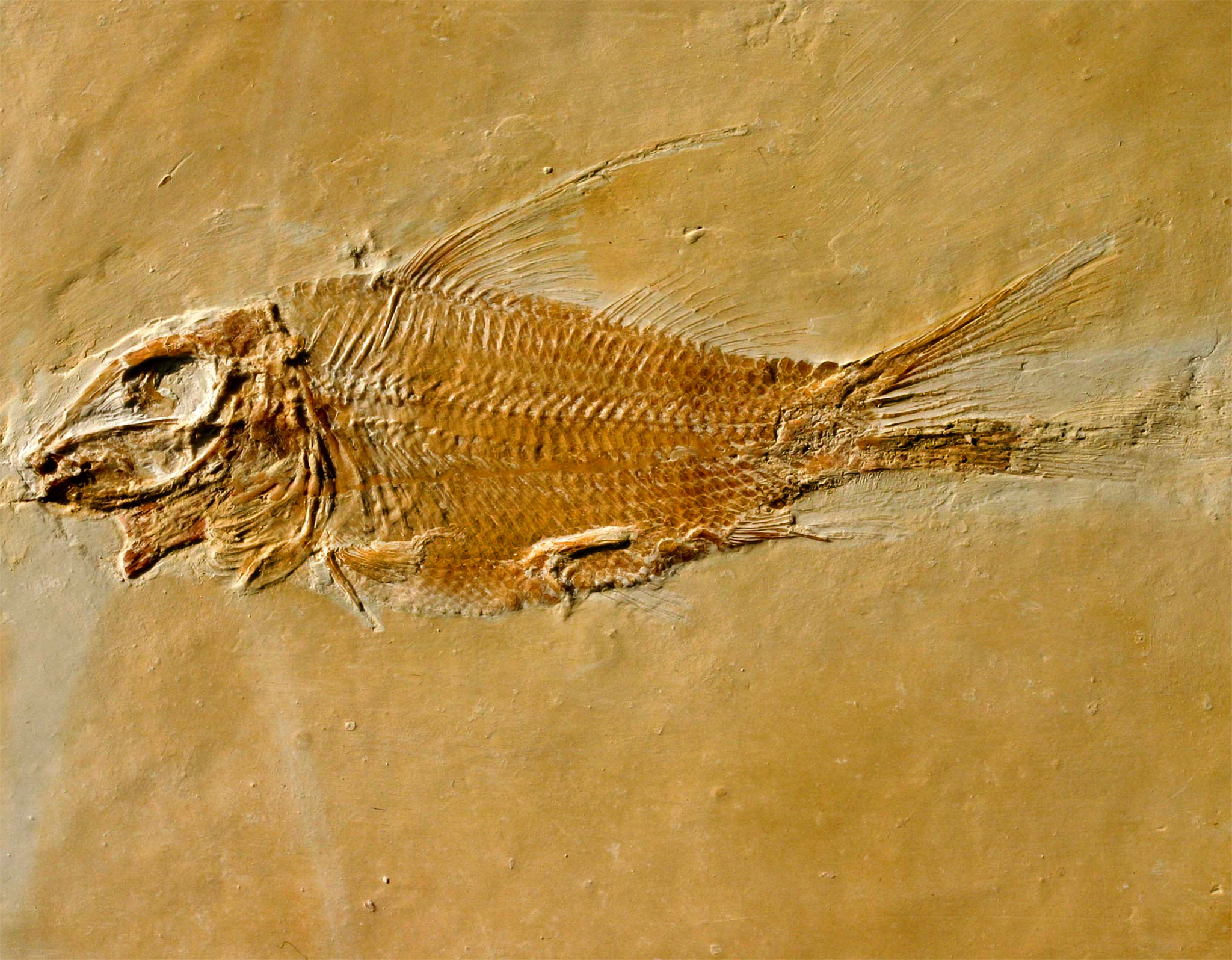 Fische