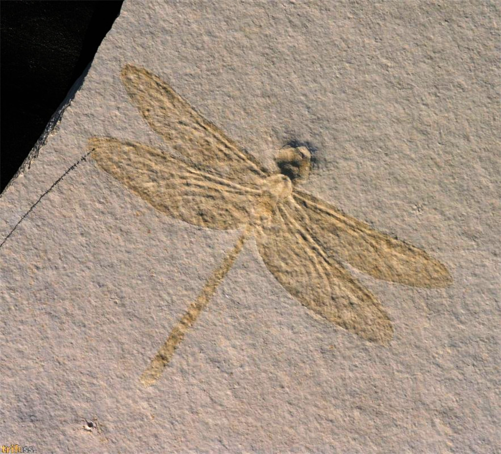 Insekten