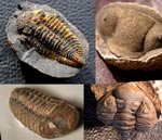 Trilobites Bolivia