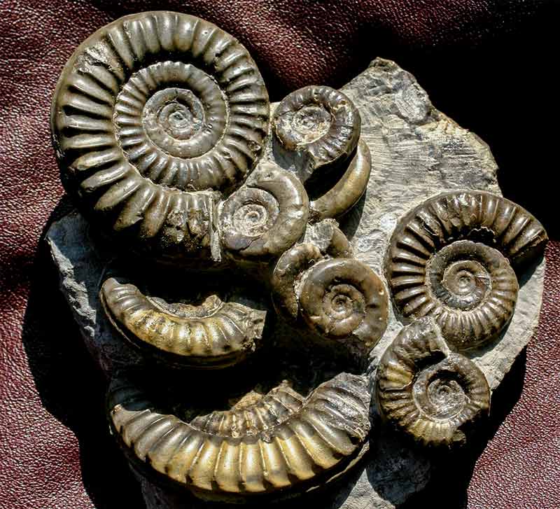 Ammoniten England
