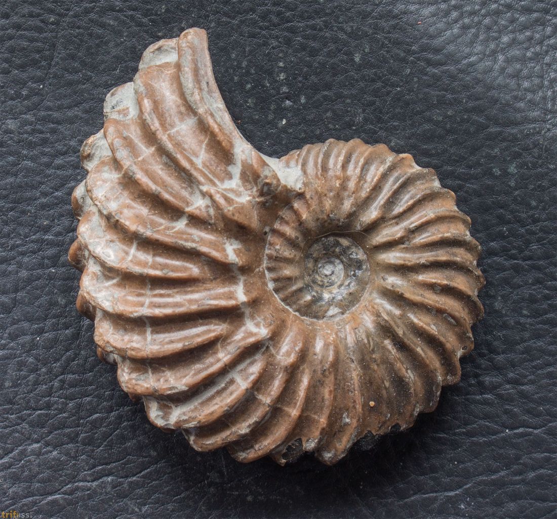 French Ammonites