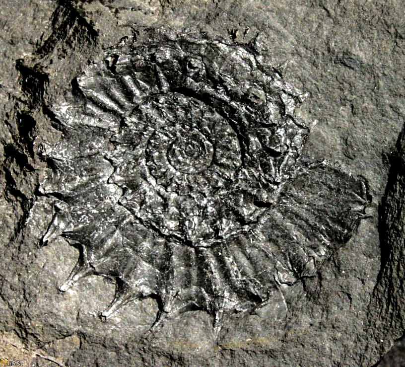 Other Ammonites