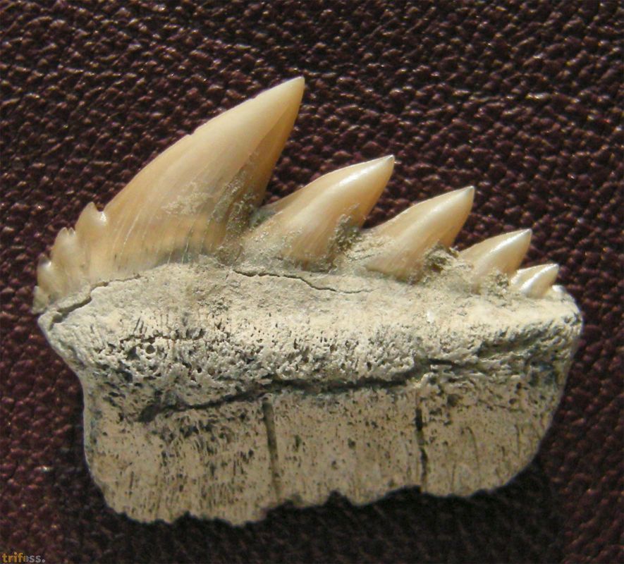 Fossile Haizähne