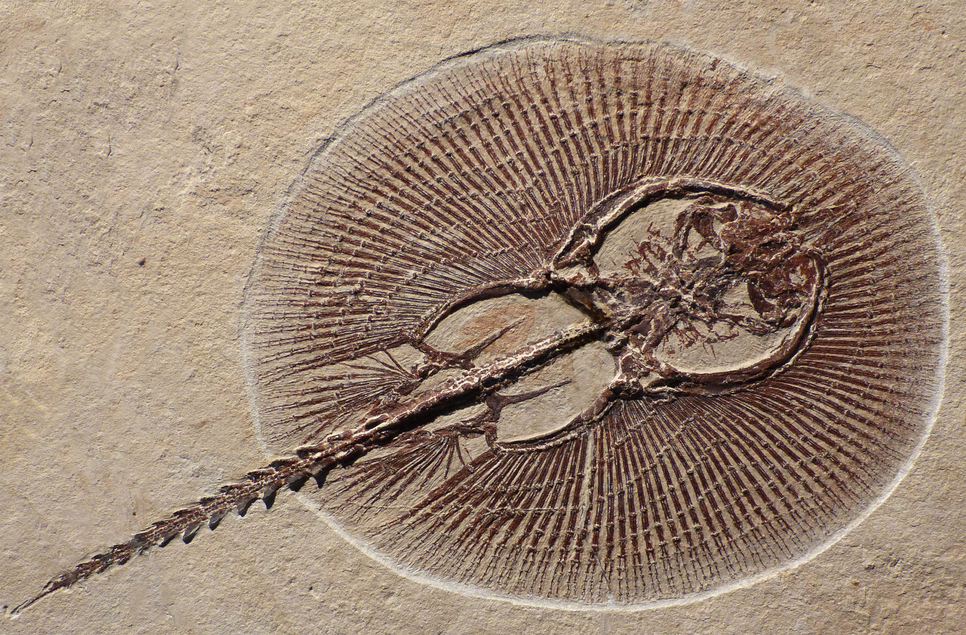 Libanon Fossilien