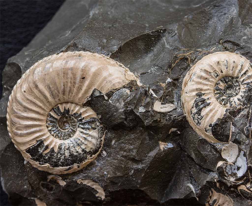 Ammoniten der ICE-Trasse Franken