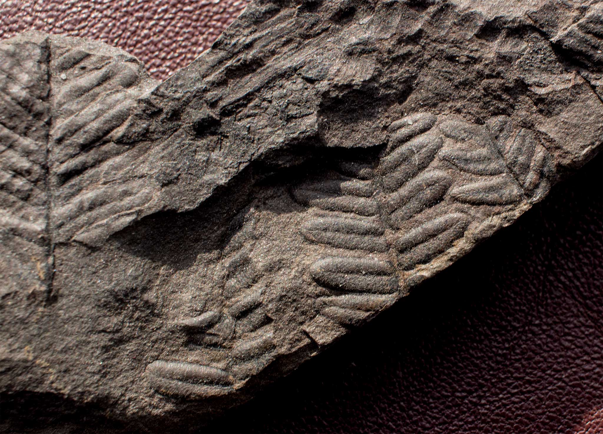 Carboniferous of the Sophia-Jacoba mine