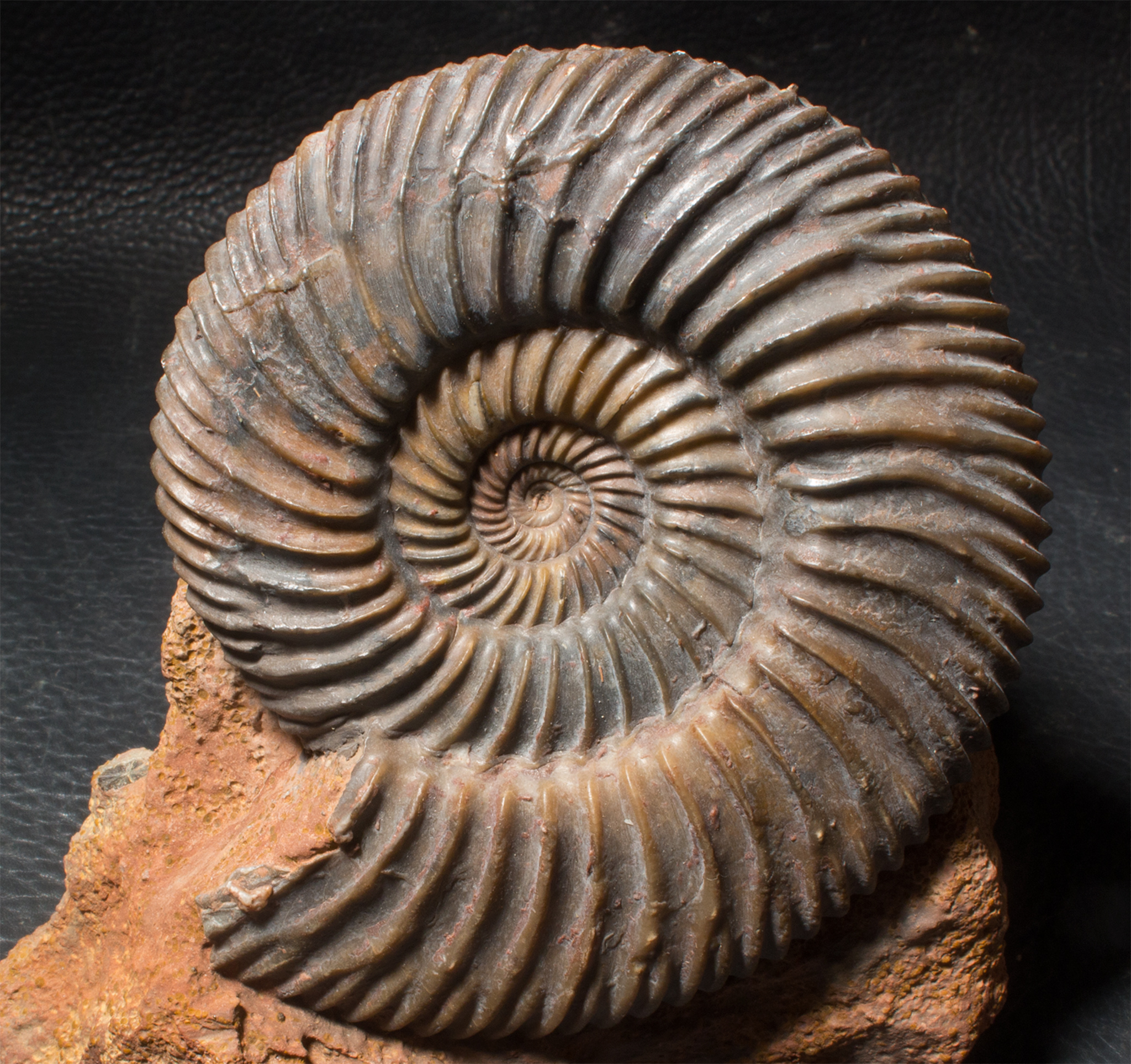 Sengenthal Ammonites
