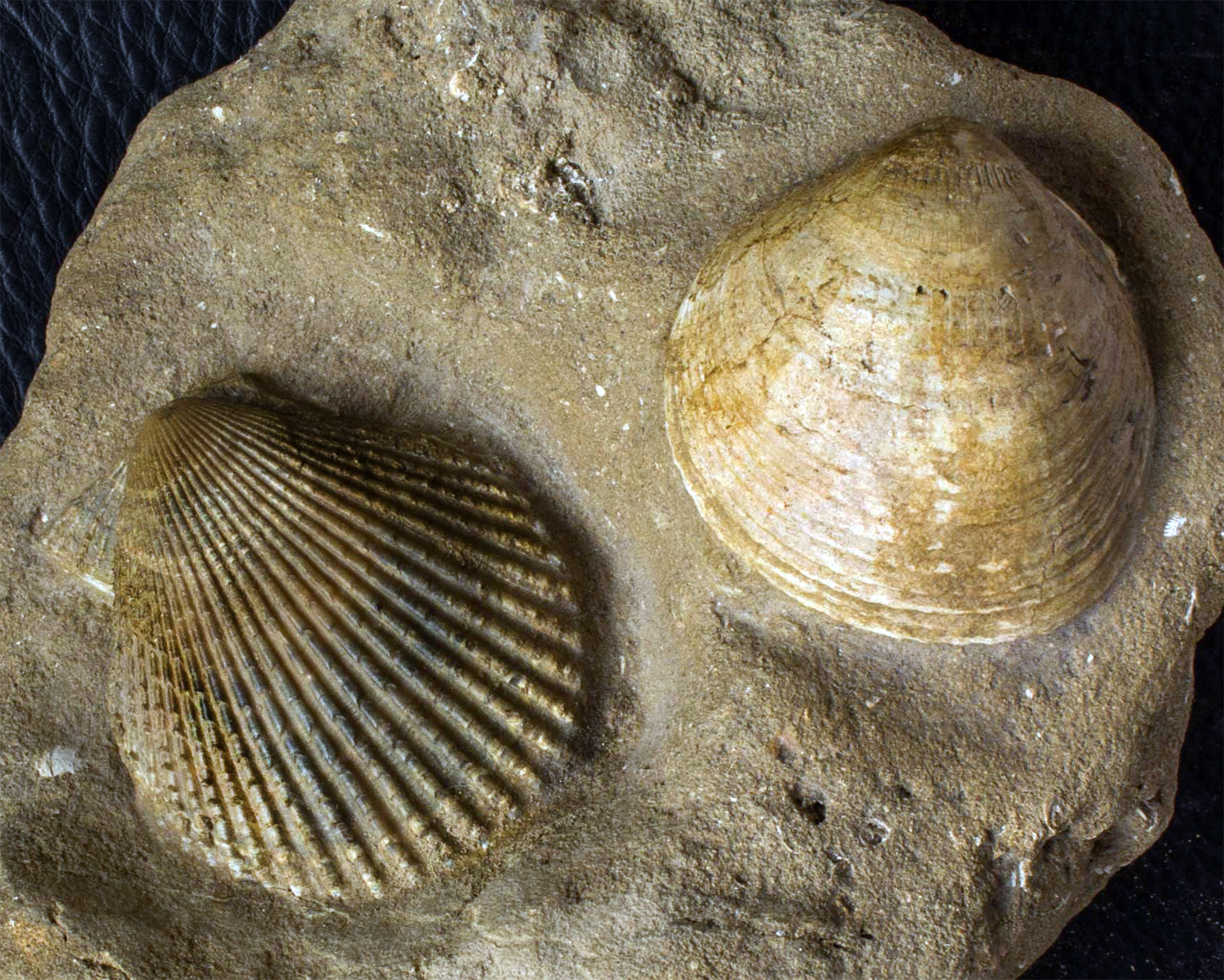 Fossile Muscheln