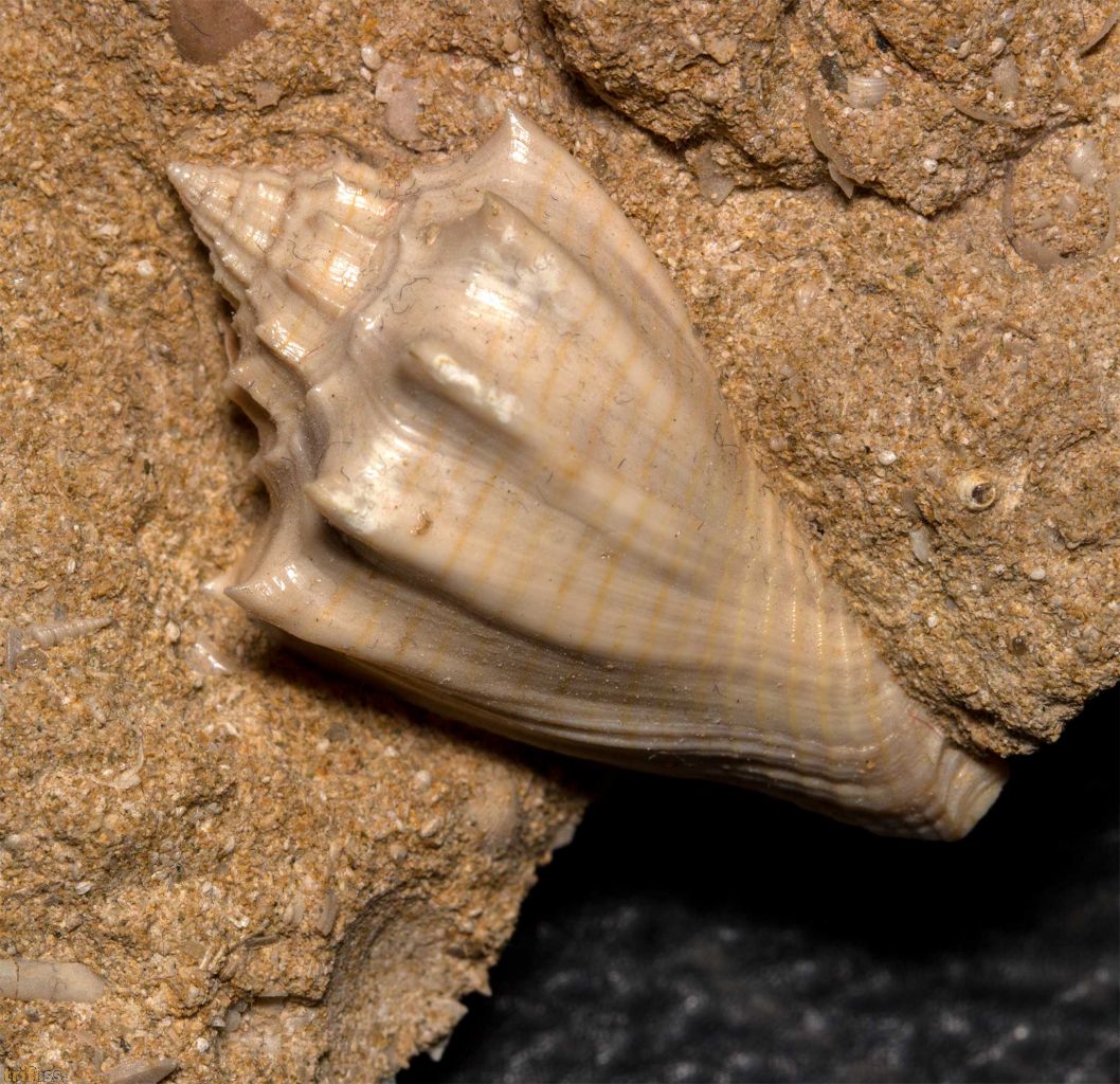 Fossil Gastropods