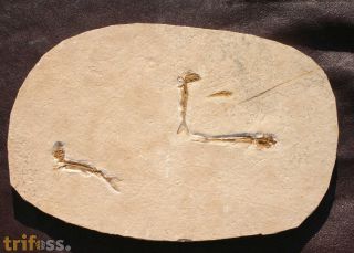 Dastilbe elongatus Silva-Santos, 1947