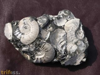 Kosmoceras cf. medea Callomon 1955