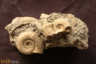Dactylioceras athleticum (SIMPSON 1855)
